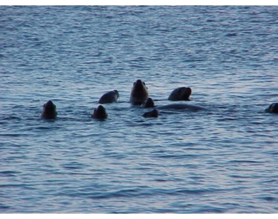 Bering Sea, salmon and halibut