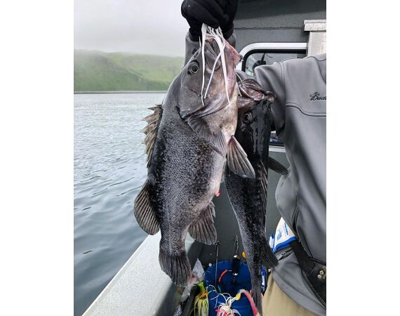 Bering Sea, salmon and halibut