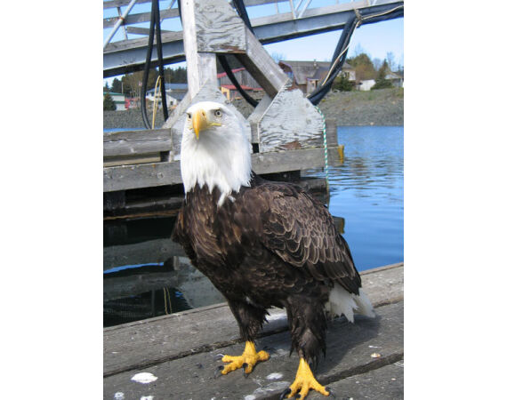 Bering Sea, salmon and halibut
