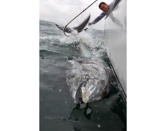 Nova Scotia, Bluefin tuna, Canada