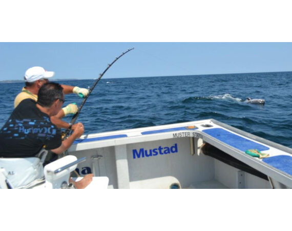 Nova Scotia, Bluefin tuna, Canada