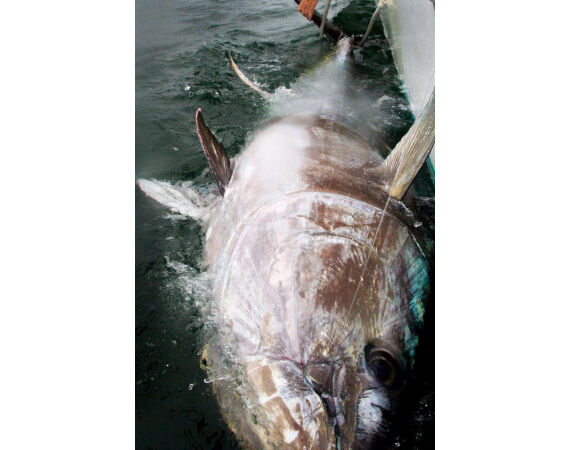 Nova Scotia, Bluefin tuna, Canada