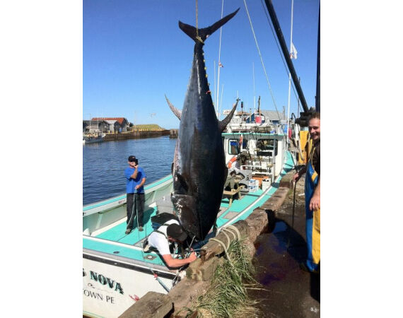 Nova Scotia, Bluefin tuna, Canada
