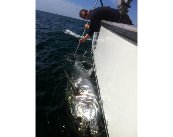 Nova Scotia, Bluefin tuna, Canada
