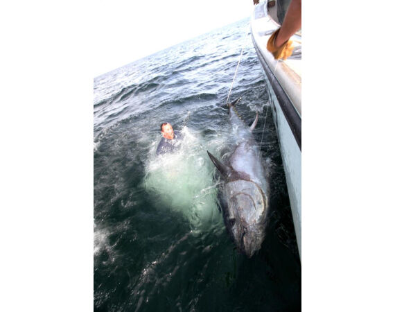 Nova Scotia, Bluefin tuna, Canada