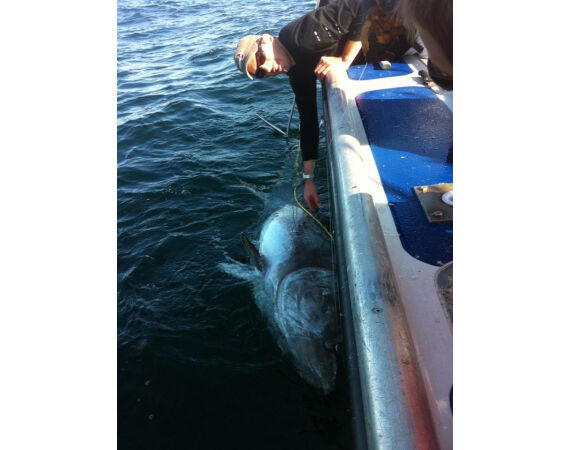 Nova Scotia, Bluefin tuna, Canada