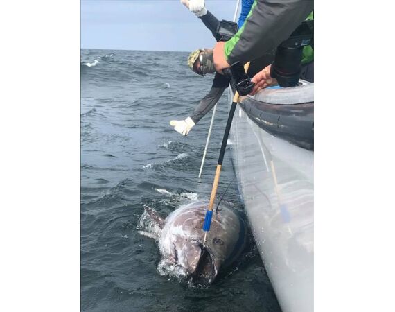 Nova Scotia, Bluefin tuna, Canada