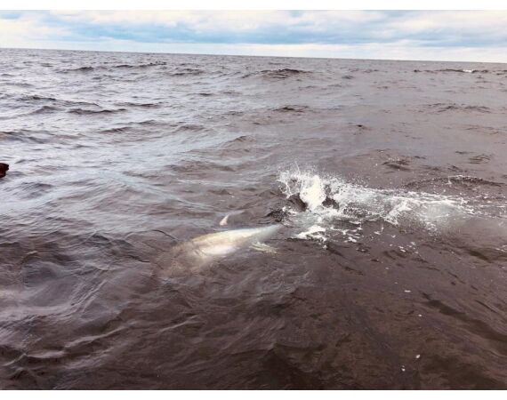 Nova Scotia, Bluefin tuna, Canada