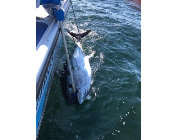 Nova Scotia, Bluefin tuna, Canada
