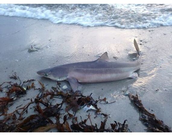 Hirtshals, Yellow Reef Denmark