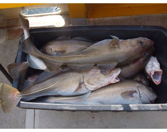 Hirtshals, Yellow Reef Denmark