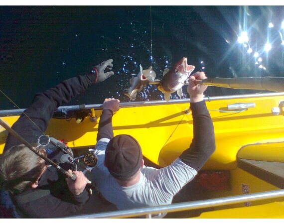 Hirtshals, Yellow Reef Denmark