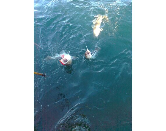 Hirtshals, Yellow Reef Denmark