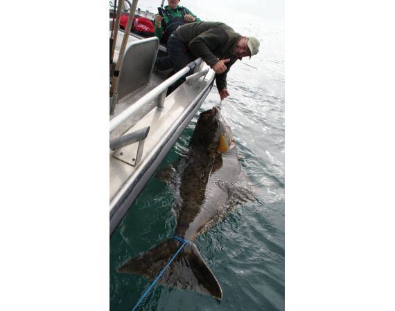 Havoysund Arronet boat