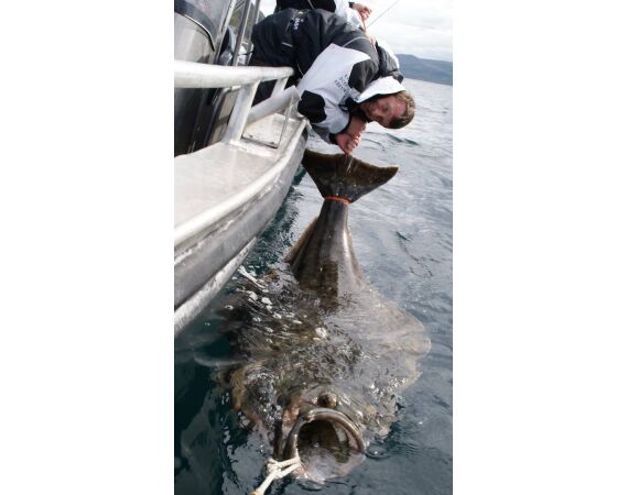Havoysund Arronet boat