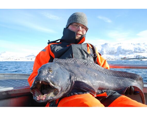 Havoysund Arronet boat