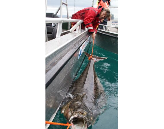 Havoysund Arronet boat