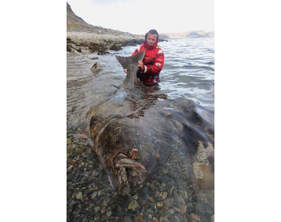 Havoysund Arronet boat