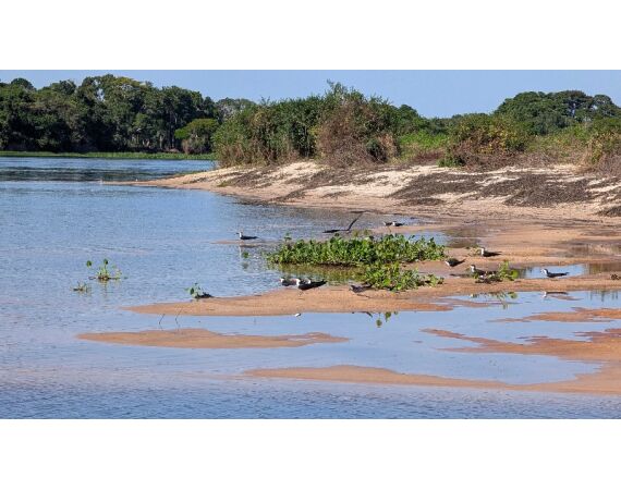 Arapaima Bolivia aug 2026