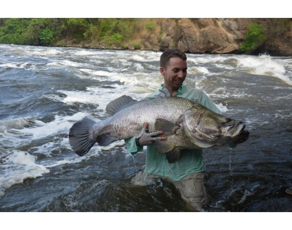 Uganda Nileperch