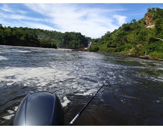 Uganda Nileperch
