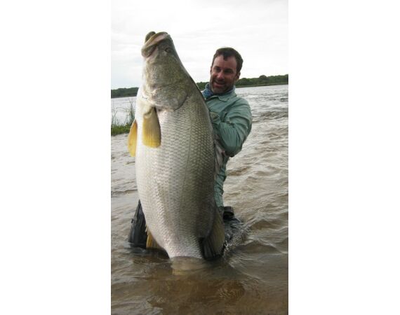 Uganda Nileperch