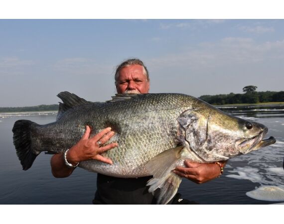 Uganda Nileperch