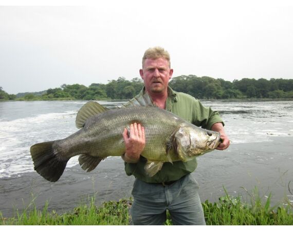 Uganda Nileperch