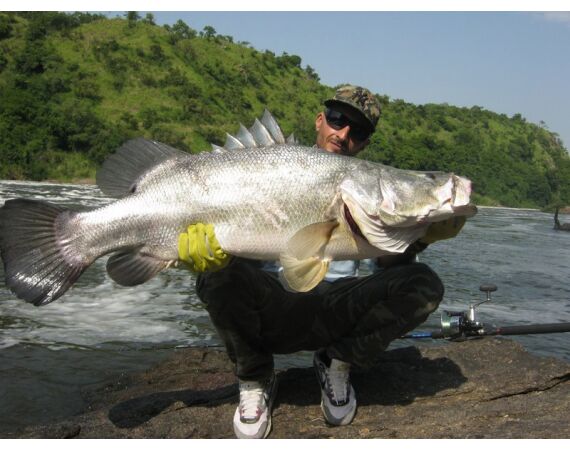 Uganda Nileperch