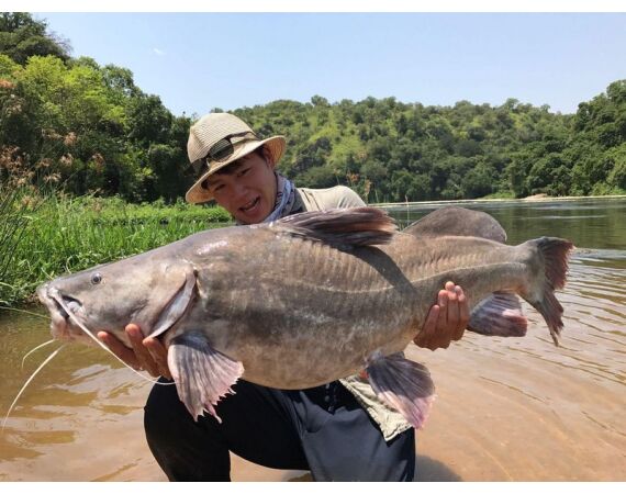 Uganda Nileperch