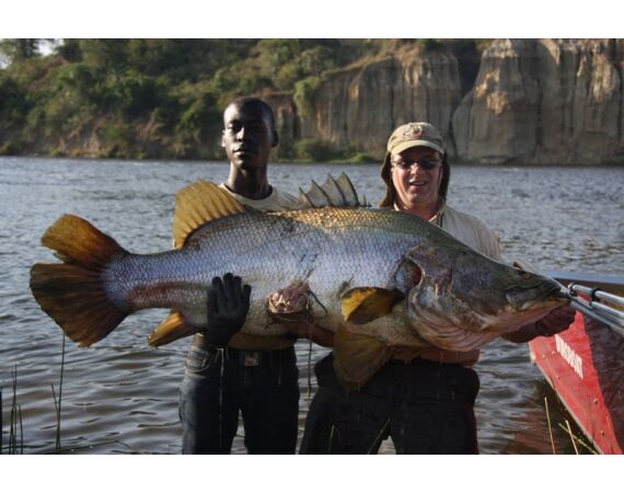 Uganda Nileperch