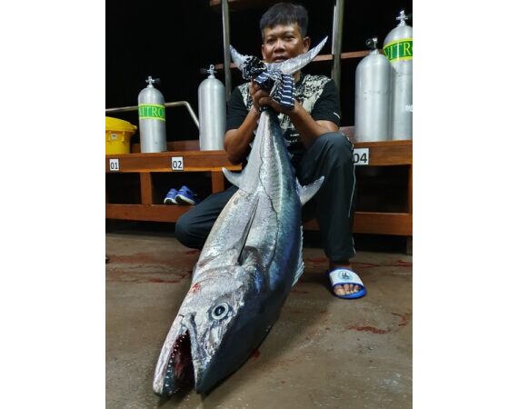 Indonesia Live aboard