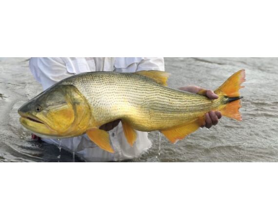 Argentina , Golden Dorado