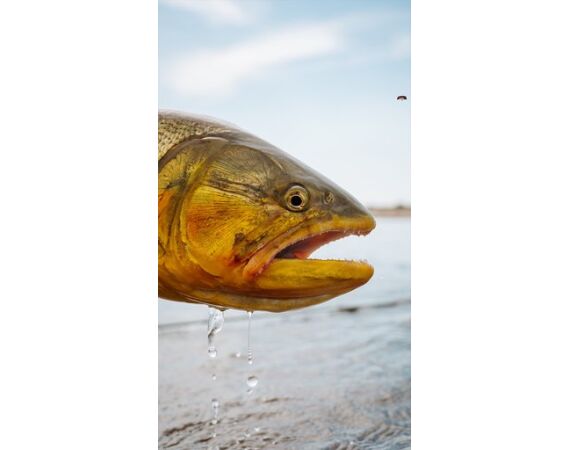 Argentina , Golden Dorado