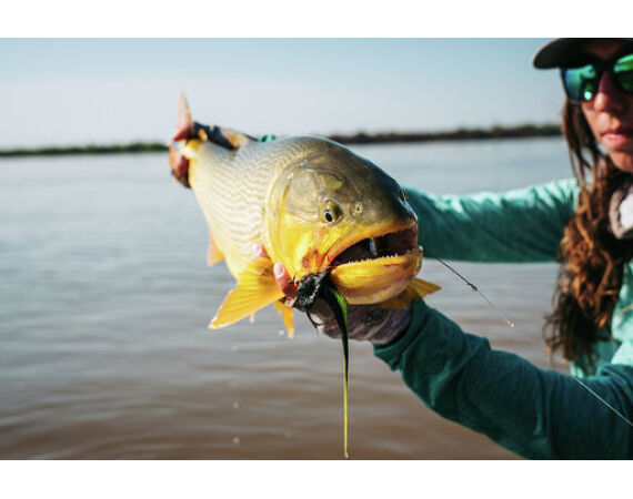 Argentina , Golden Dorado
