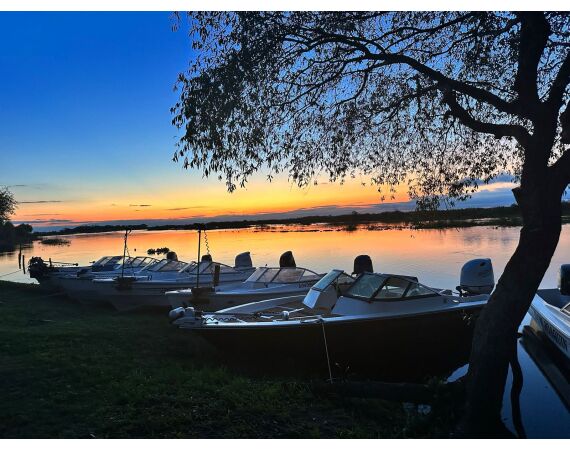 Argentina , Golden Dorado