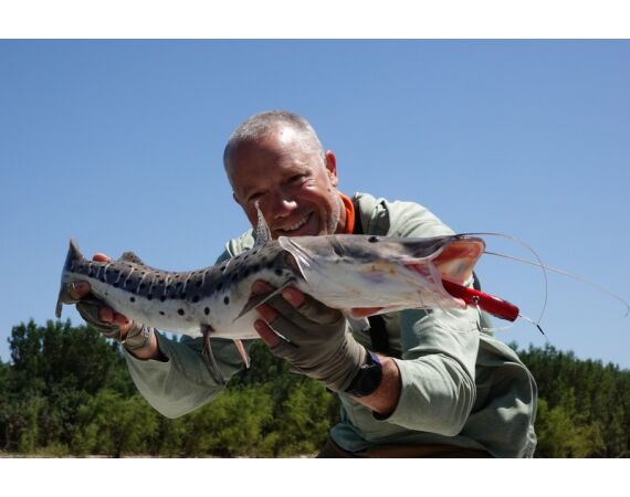 Argentina , Golden Dorado