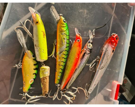 Amazone Guyana oct 2026