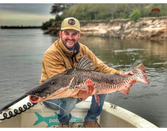 Argentina, Golden Dorado okt 2026