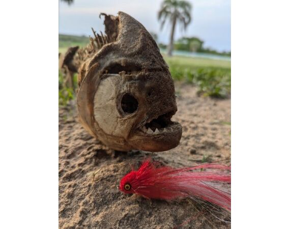 Argentina, Golden Dorado okt 2026