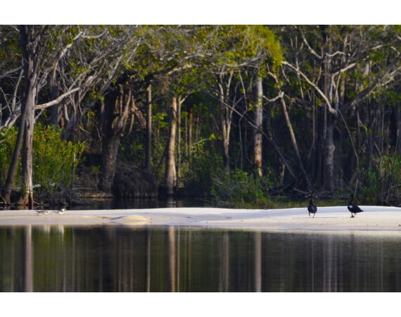 Peacock Bass Houseboat jan 26