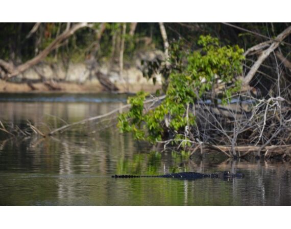Peacock Bass Houseboat jan 26
