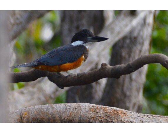 Peacock Bass Houseboat jan 26