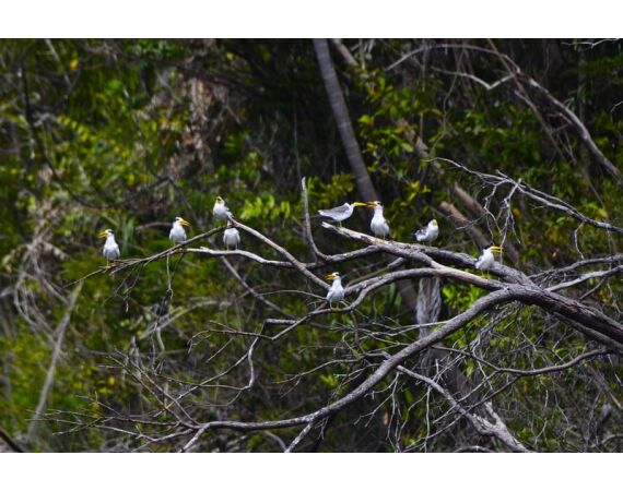 Peacock Bass Houseboat jan 26