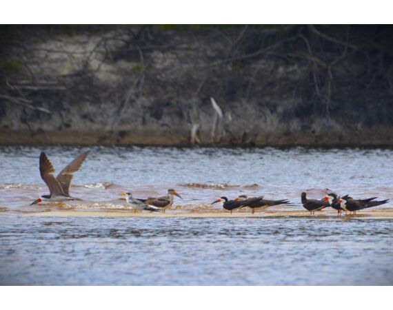 Peacock Bass Houseboat jan 26
