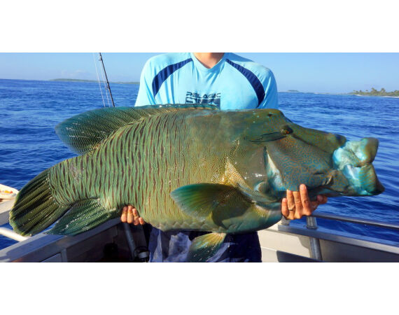 Pop & jig in Andaman feb 26