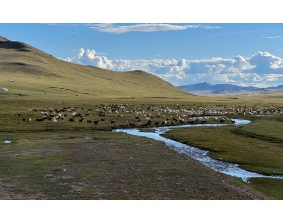 Mongolia Taimen