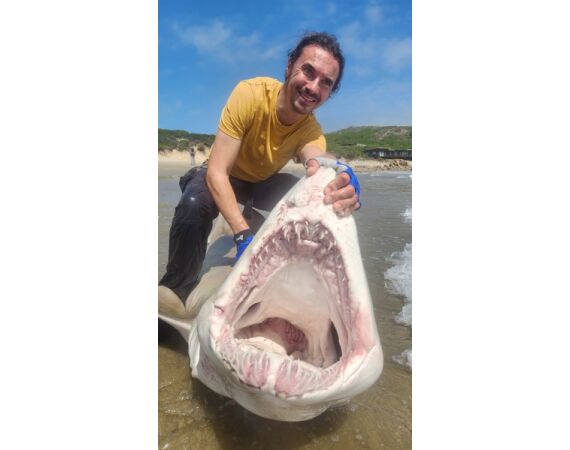 South Africa Mosselbay nov 2026