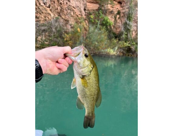 Spanish bellyboat Black Bass