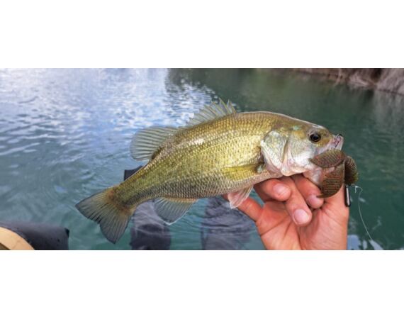 Spanish bellyboat Black Bass